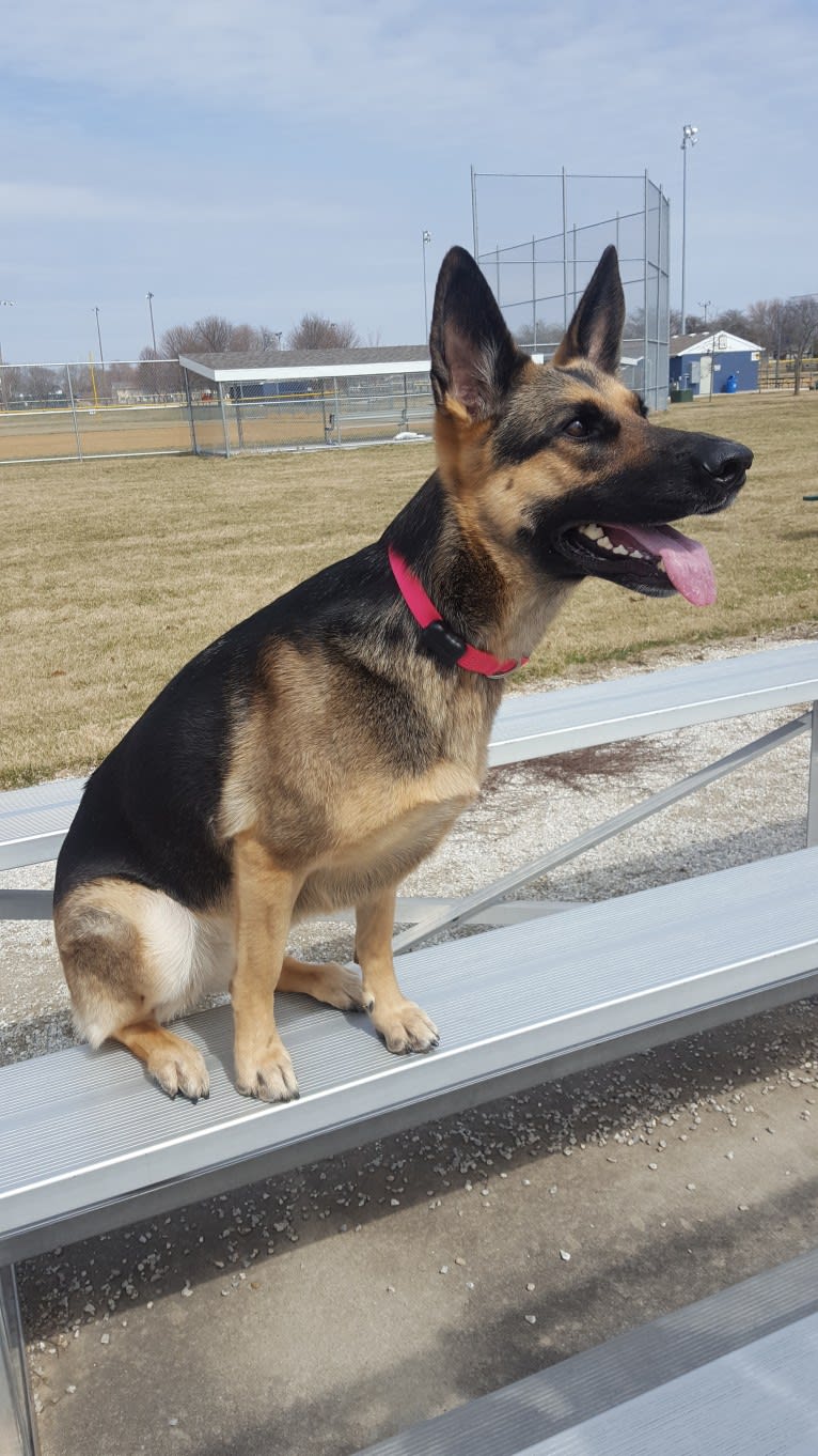 Ava Lynch, a German Shepherd Dog tested with EmbarkVet.com