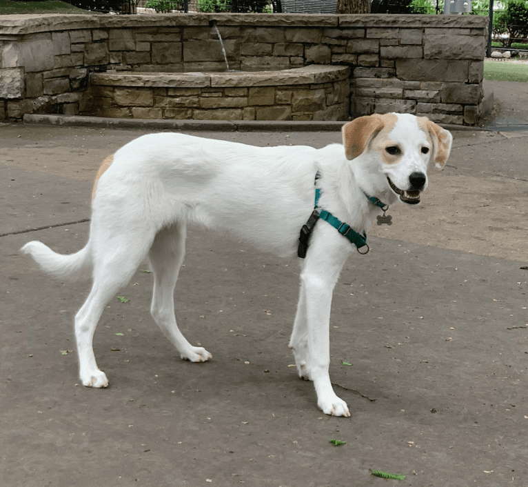 Bella, a Great Pyrenees and Australian Cattle Dog mix tested with EmbarkVet.com
