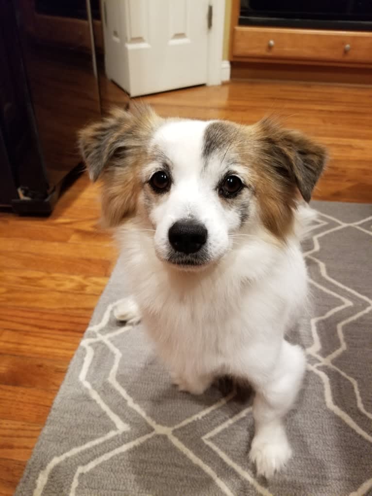 Manny, a Japanese or Korean Village Dog tested with EmbarkVet.com