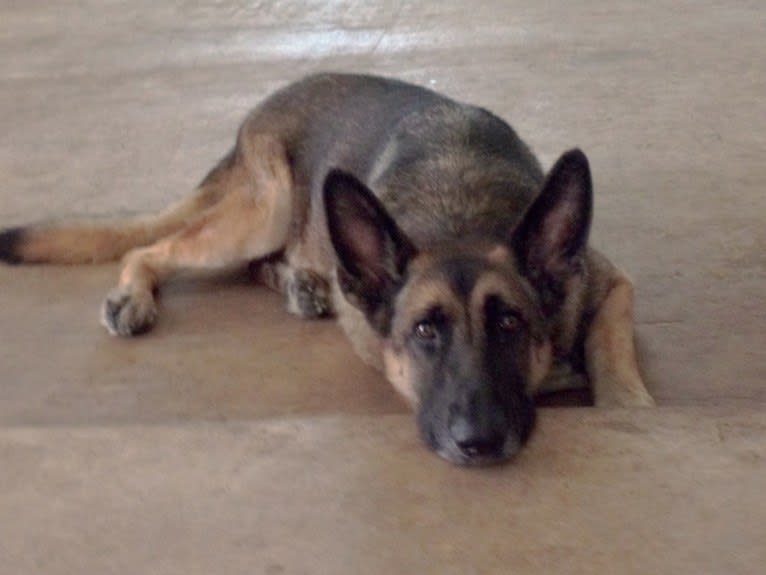 Lukka, a German Shepherd Dog tested with EmbarkVet.com