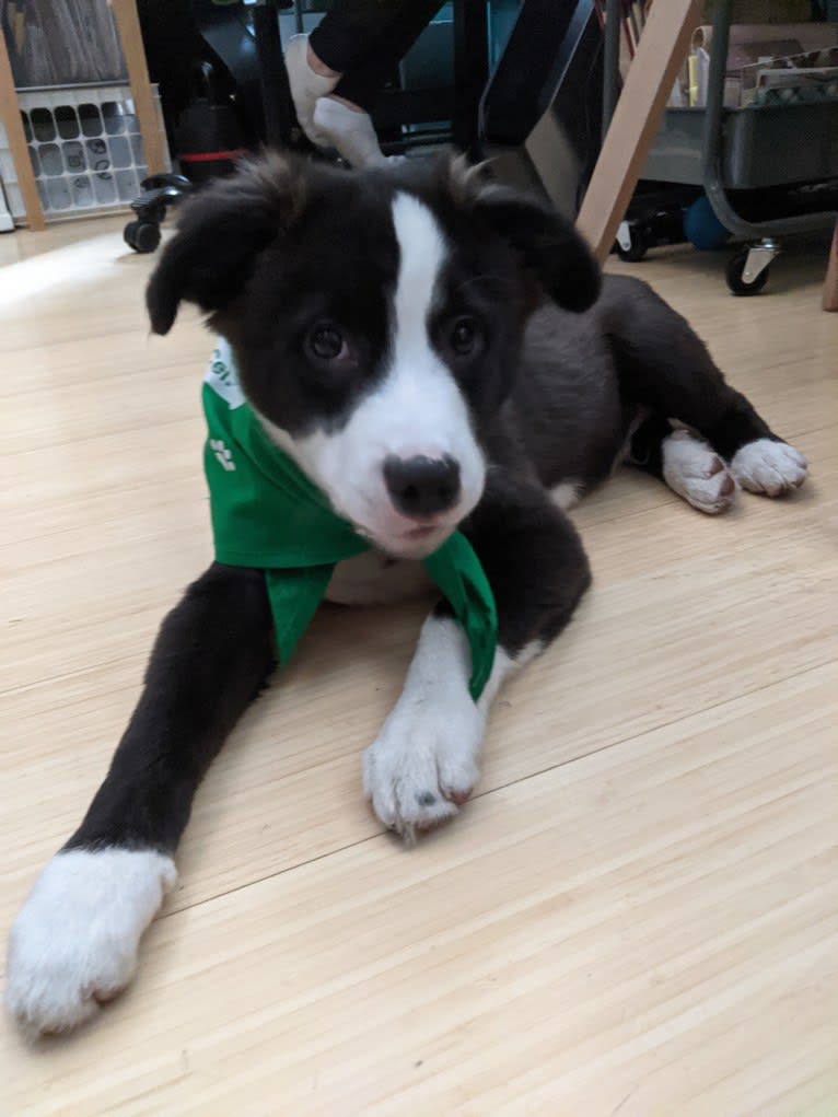 Oreo, an American Pit Bull Terrier and Mountain Cur mix tested with EmbarkVet.com