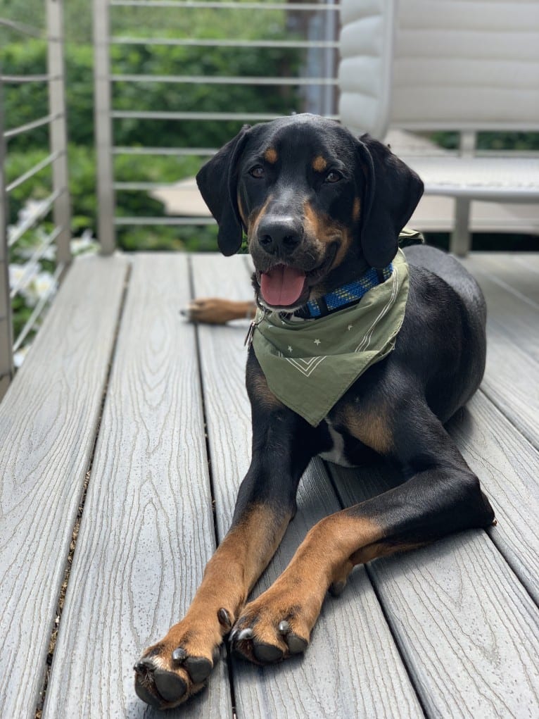 Andy, a Treeing Walker Coonhound and Redbone Coonhound mix tested with EmbarkVet.com