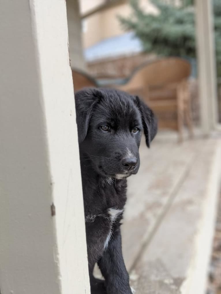 Kodiak, a German Shepherd Dog and Great Pyrenees mix tested with EmbarkVet.com