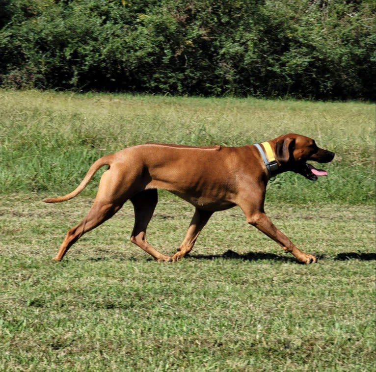 Willow, a Rhodesian Ridgeback tested with EmbarkVet.com