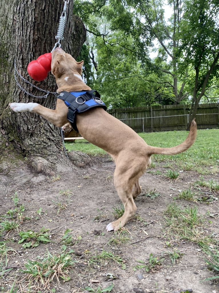 Lucci, an American Bully tested with EmbarkVet.com