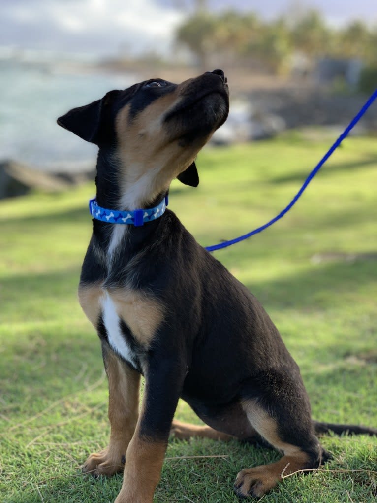 Avi, a Rottweiler and Chihuahua mix tested with EmbarkVet.com