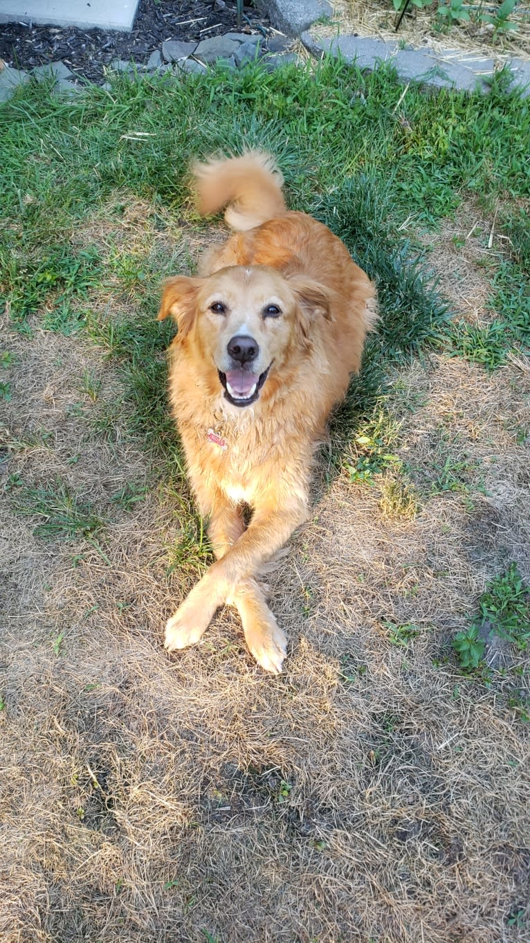 Roxy, a Chow Chow and American Pit Bull Terrier mix tested with EmbarkVet.com
