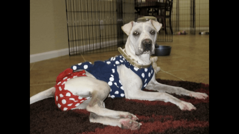 Ava, an American Pit Bull Terrier and Cocker Spaniel mix tested with EmbarkVet.com