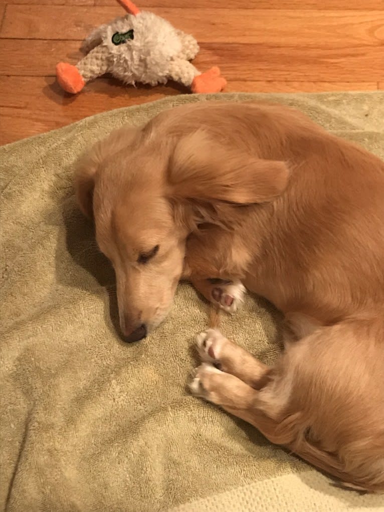 Henry, a Dachshund tested with EmbarkVet.com