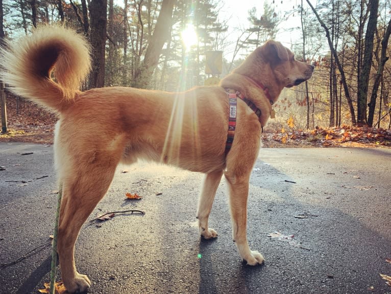 Ozzie, a Great Pyrenees and Chow Chow mix tested with EmbarkVet.com