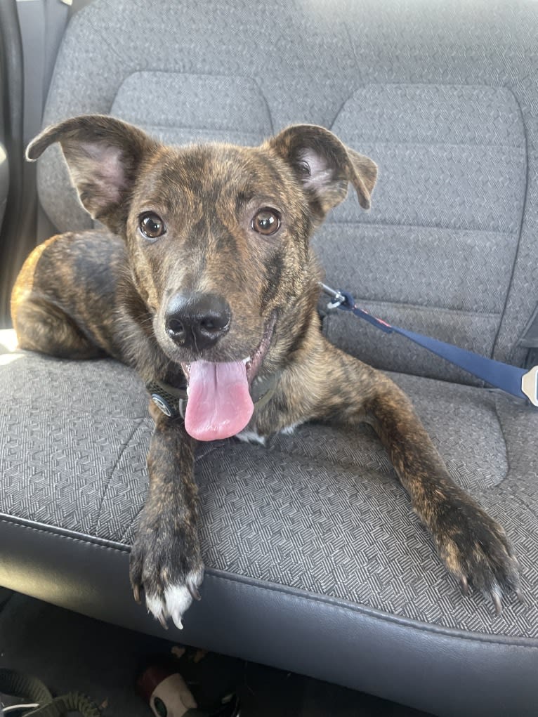 Moose, a Rat Terrier and Australian Cattle Dog mix tested with EmbarkVet.com