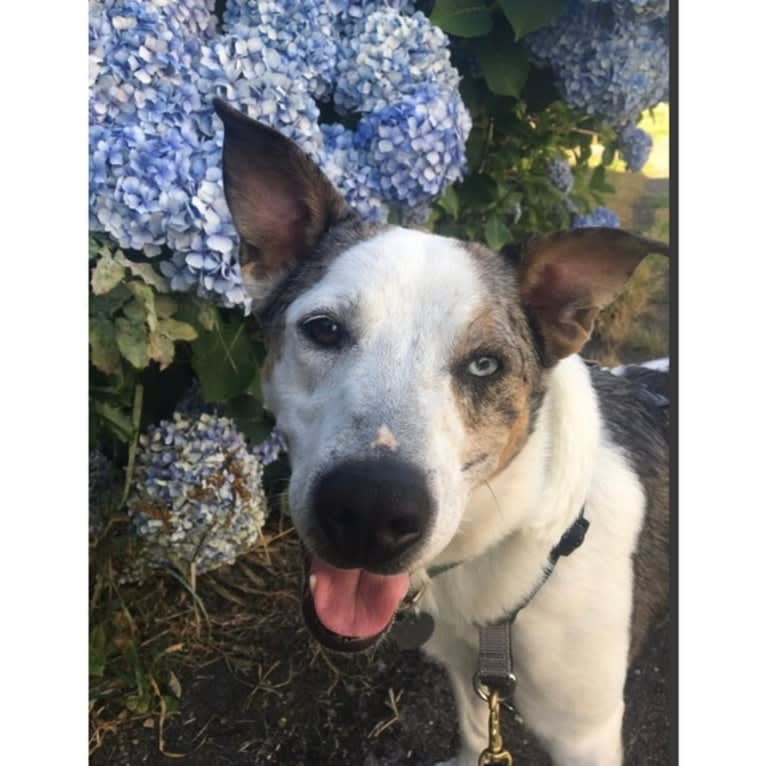 Buoy, an Australian Shepherd and Shetland Sheepdog mix tested with EmbarkVet.com