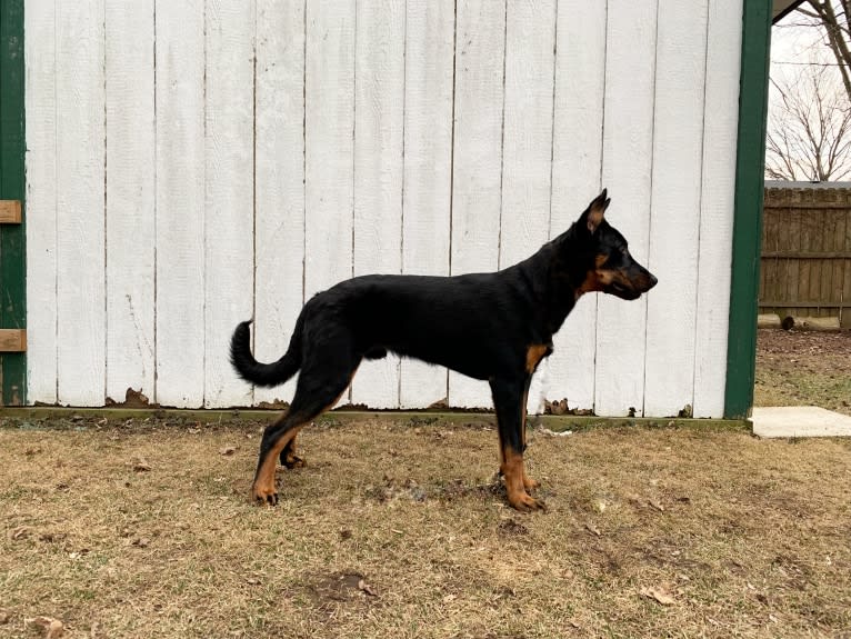 Ragar, a Beauceron tested with EmbarkVet.com