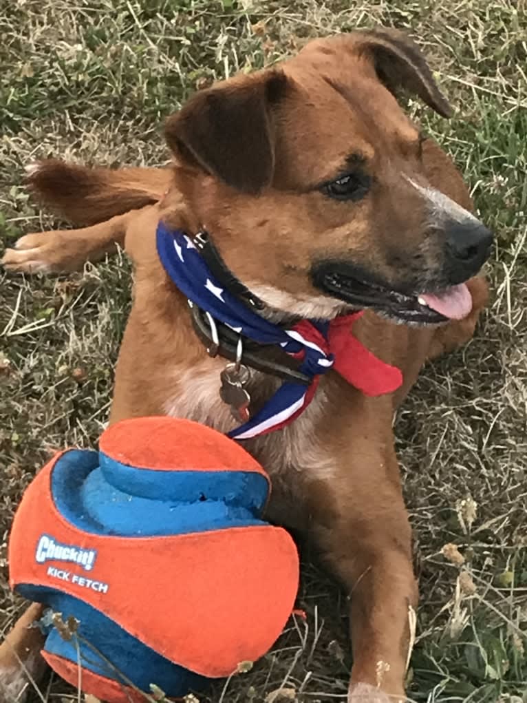 Rulli, an Australian Cattle Dog and Boxer mix tested with EmbarkVet.com