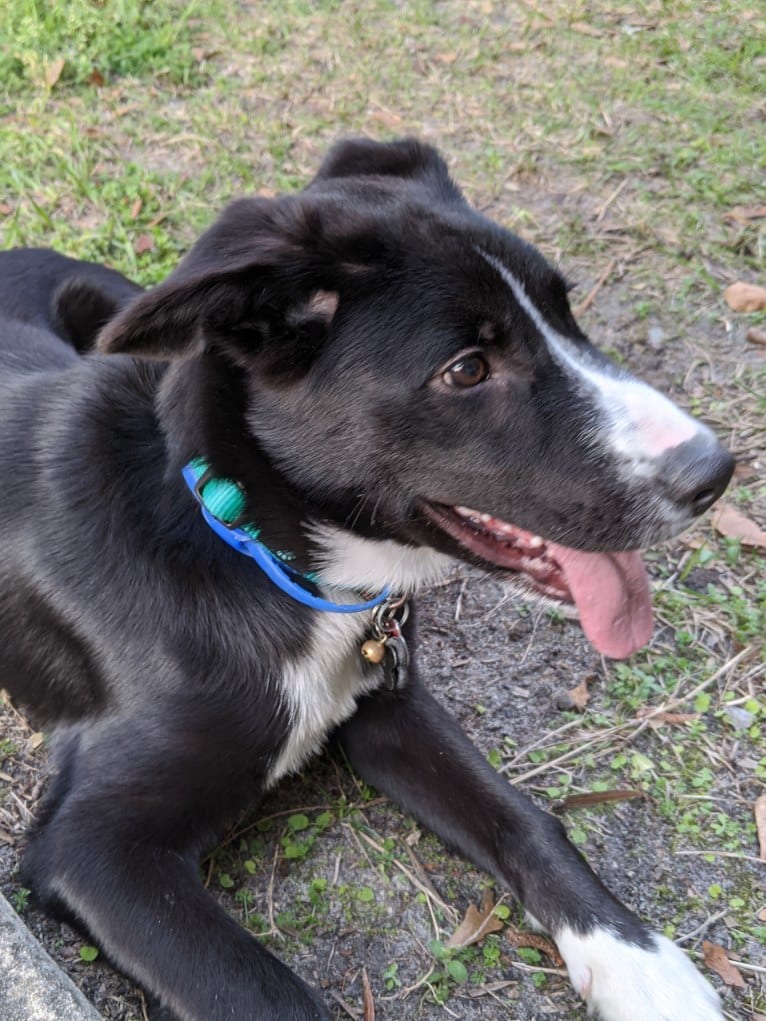 Teddy, a Siberian Husky and American Pit Bull Terrier mix tested with EmbarkVet.com