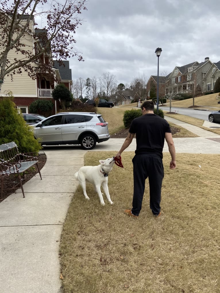 Dash, a Gerberian Shepsky (12.7% unresolved) tested with EmbarkVet.com