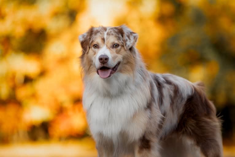 Neville, an Australian Shepherd tested with EmbarkVet.com