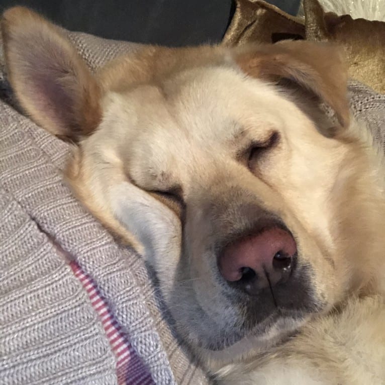 Bergen, a German Shepherd Dog and Neapolitan Mastiff mix tested with EmbarkVet.com