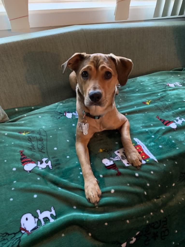 Pretzel, a Beagle and Golden Retriever mix tested with EmbarkVet.com