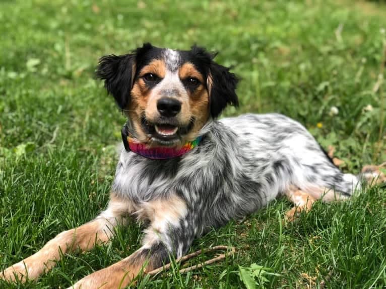 Banjo, an Australian Cattle Dog and Cocker Spaniel mix tested with EmbarkVet.com