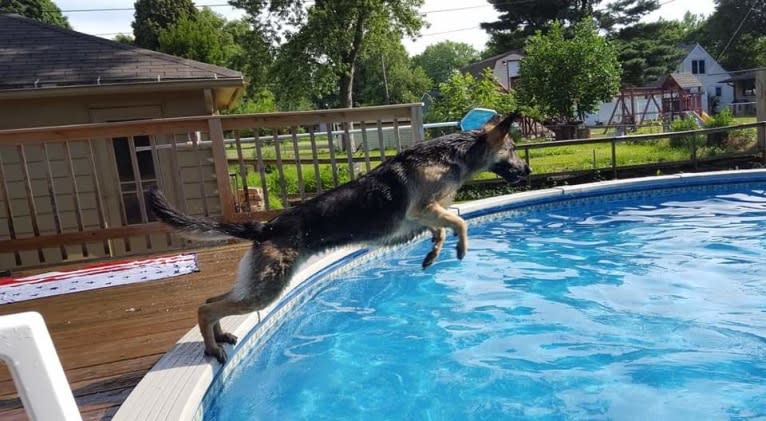 Ava Lynch, a German Shepherd Dog tested with EmbarkVet.com