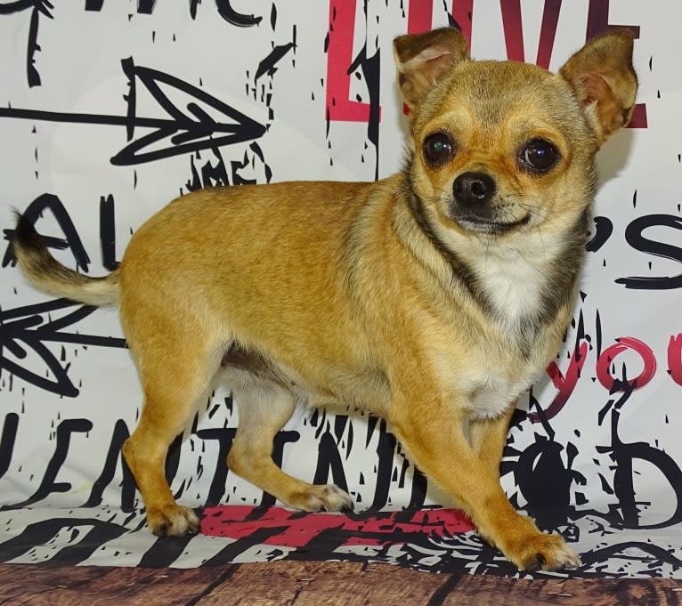 Pico, a Chihuahua tested with EmbarkVet.com