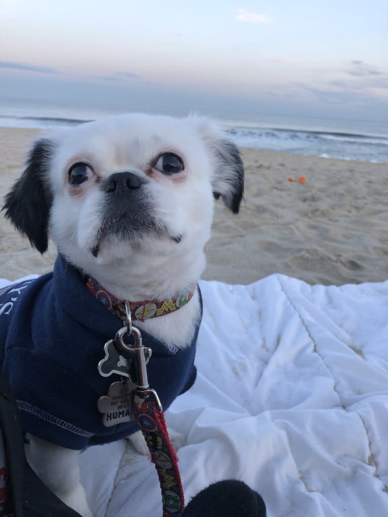 Tyson, a Lhasa Apso and Shih Tzu mix tested with EmbarkVet.com