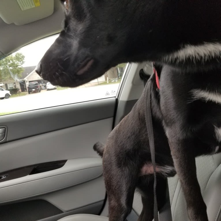 Jack, a Siberian Husky and American Pit Bull Terrier mix tested with EmbarkVet.com