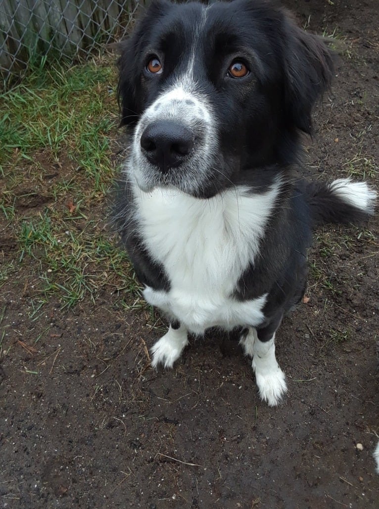 Max, an Arabian Village Dog tested with EmbarkVet.com