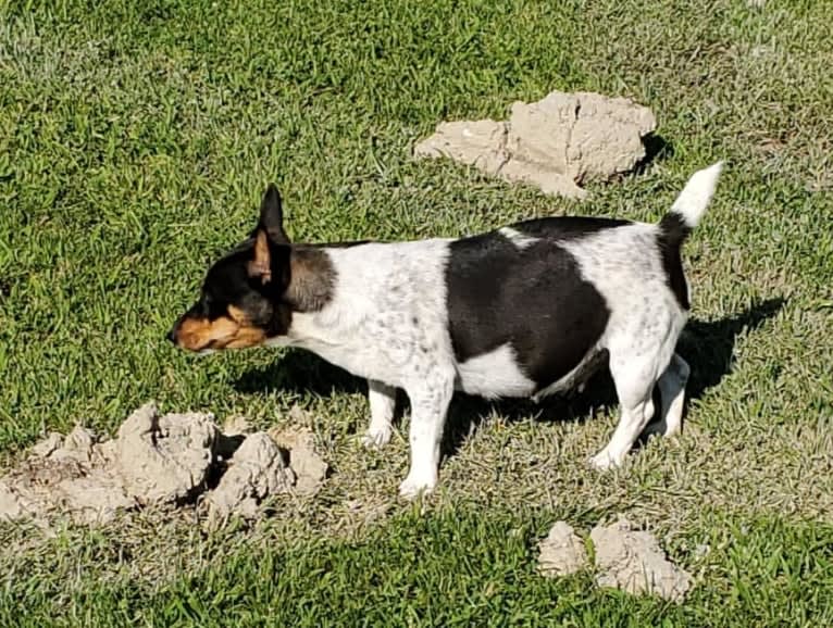 Gypsy, a Teddy Roosevelt Terrier tested with EmbarkVet.com