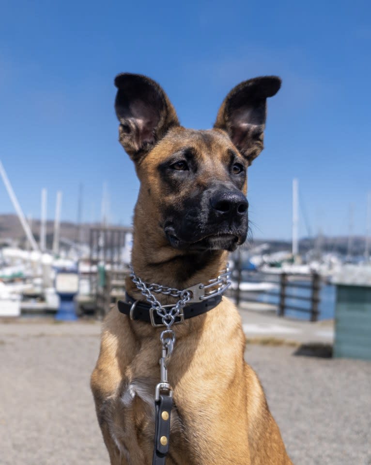 Cassiopeia, a Belgian Malinois and Boxer mix tested with EmbarkVet.com