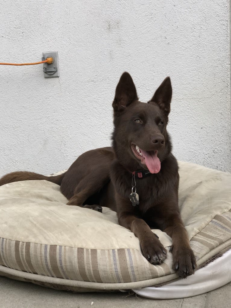 Hennessy, a Siberian Husky and Weimaraner mix tested with EmbarkVet.com