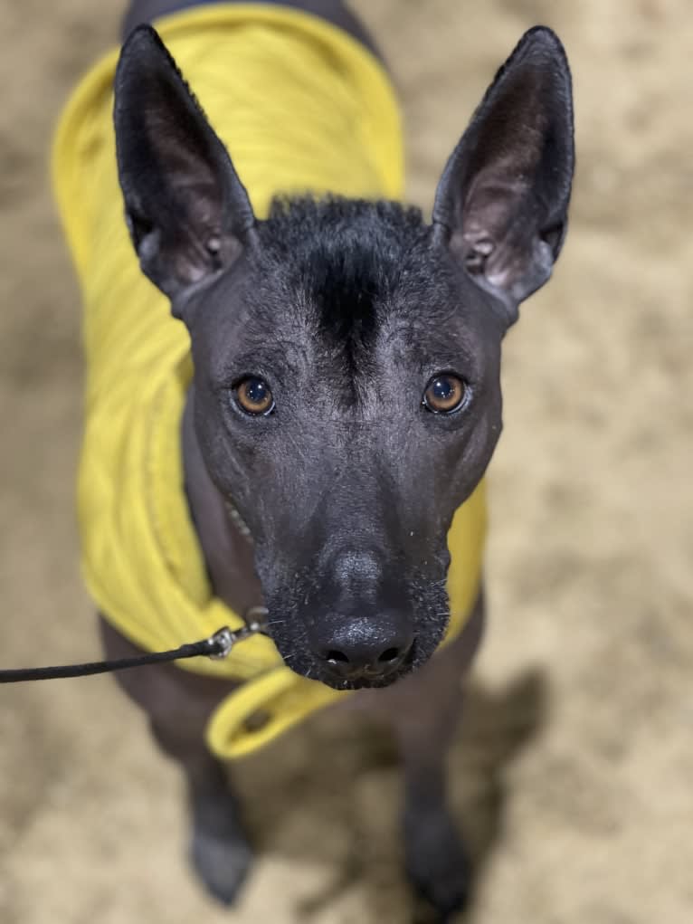 Mr Tenango, a Xoloitzcuintli tested with EmbarkVet.com