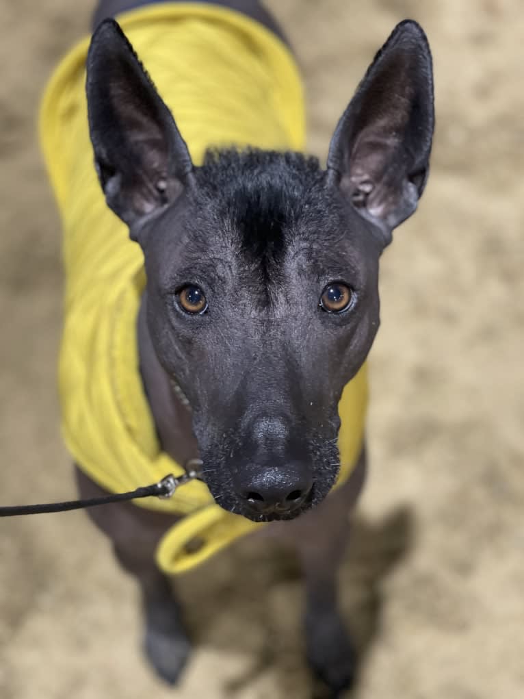 Mr T, a Xoloitzcuintli tested with EmbarkVet.com