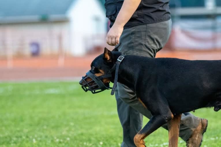 Riku, a Doberman Pinscher tested with EmbarkVet.com