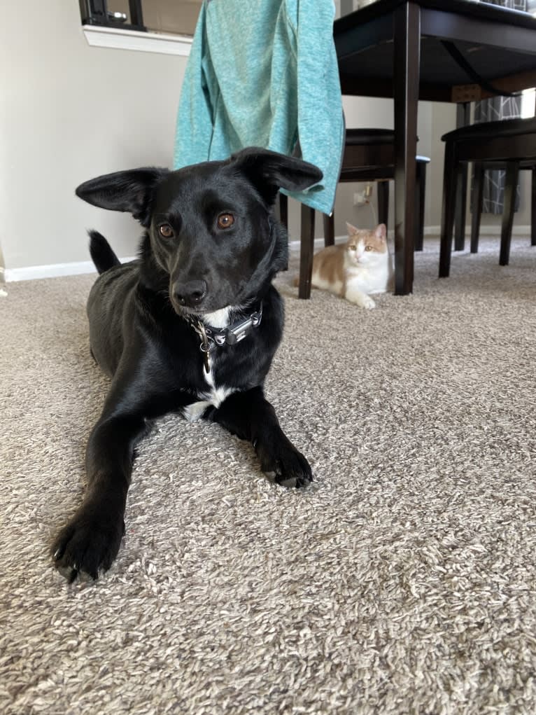 Clementine, a Labrador Retriever and Beagle mix tested with EmbarkVet.com