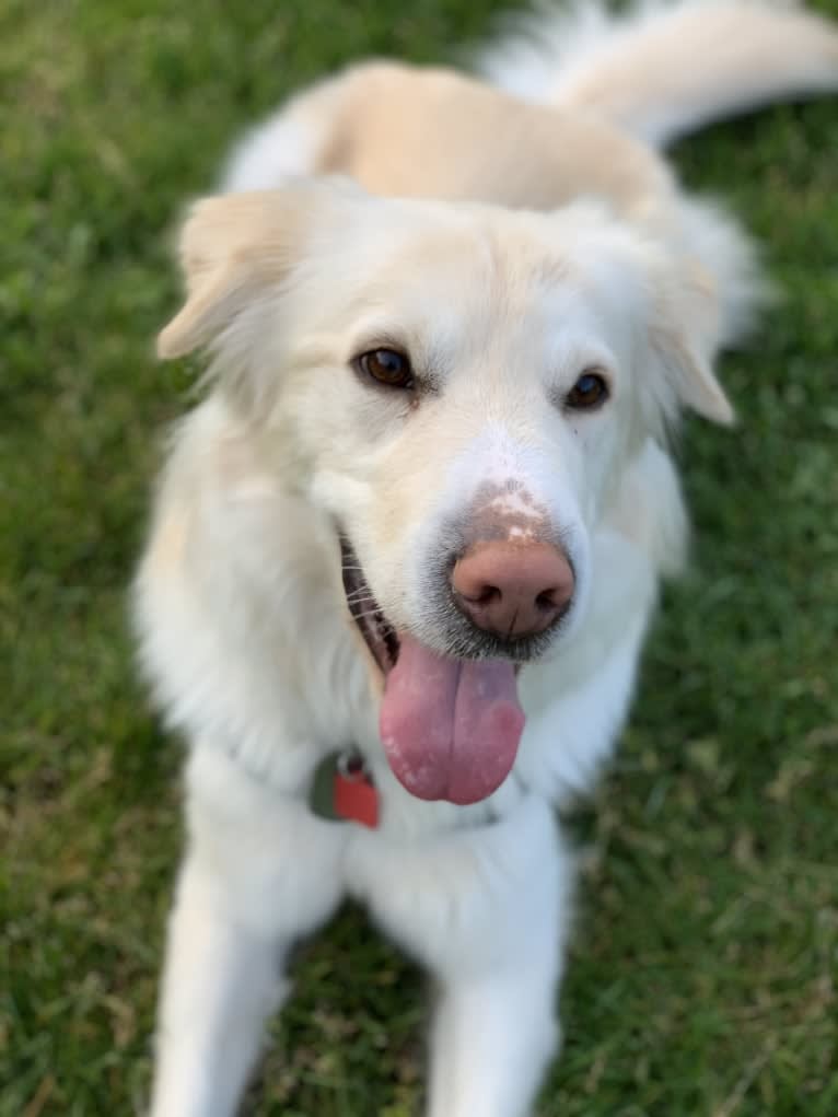 Koa, a Siberian Husky and Golden Retriever mix tested with EmbarkVet.com