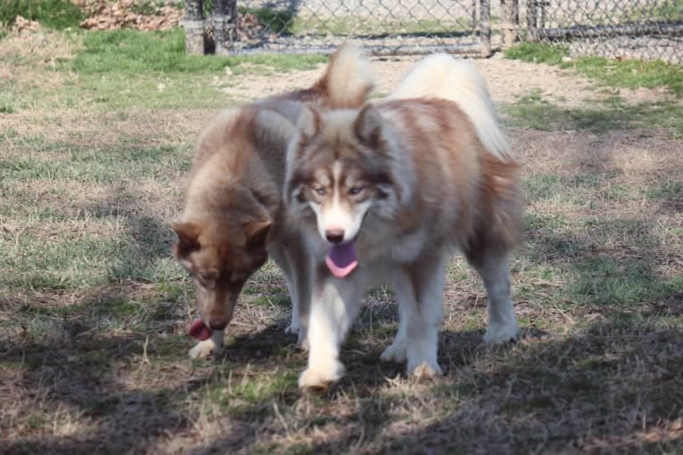 Sokka, a Siberian Husky tested with EmbarkVet.com