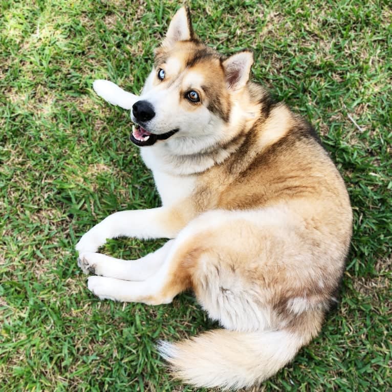 Yuma, a Siberian Husky tested with EmbarkVet.com