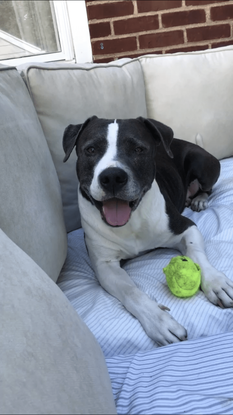 Lacey, an American Pit Bull Terrier and American Staffordshire Terrier mix tested with EmbarkVet.com