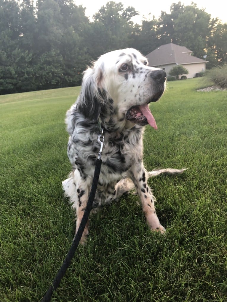 Velma, an English Setter (27.4% unresolved) tested with EmbarkVet.com