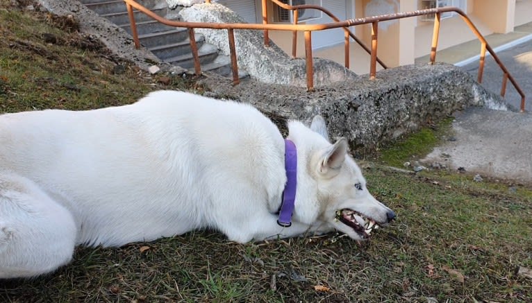 DEMON, a Gerberian Shepsky (5.0% unresolved) tested with EmbarkVet.com