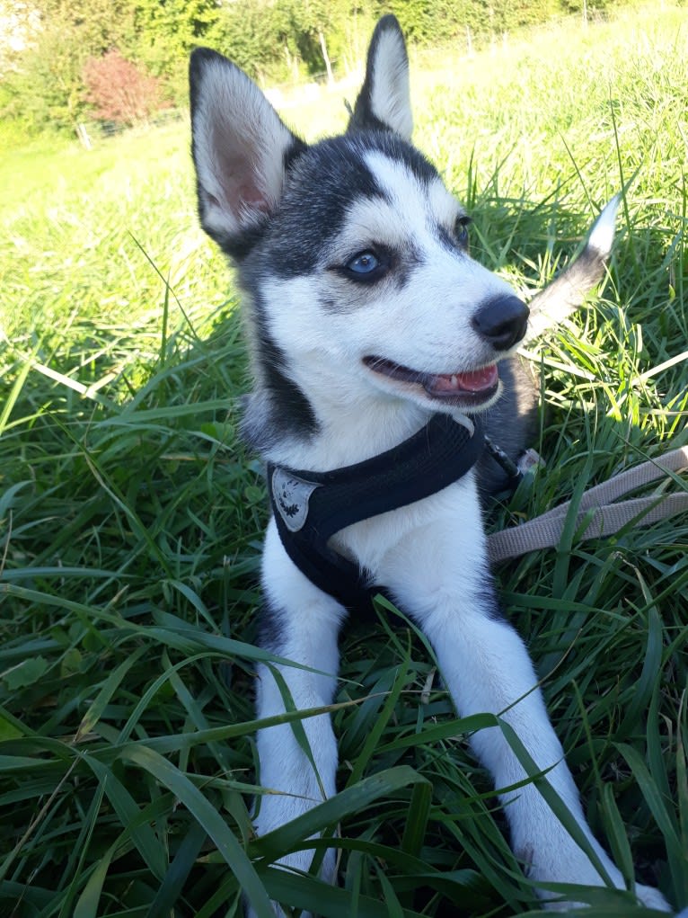 STAN, a Pomeranian and Siberian Husky mix tested with EmbarkVet.com