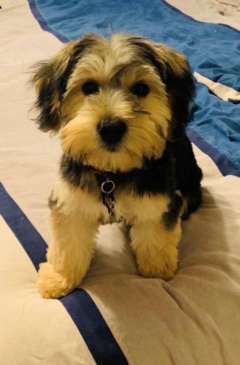 Diesel, a Yorkshire Terrier and Bichon Frise mix tested with EmbarkVet.com