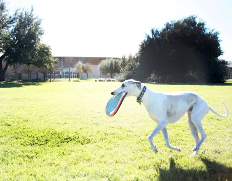 Jack, a Whippet tested with EmbarkVet.com