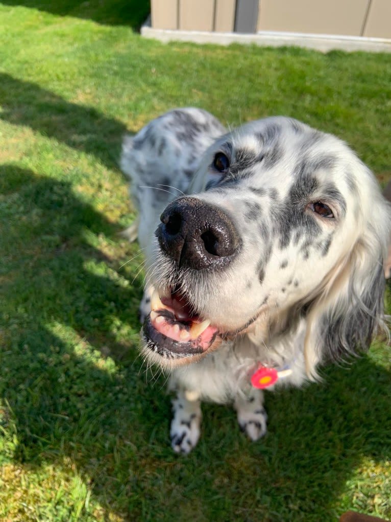 Merlin, a Llewellin Setter and English Setter mix tested with EmbarkVet.com