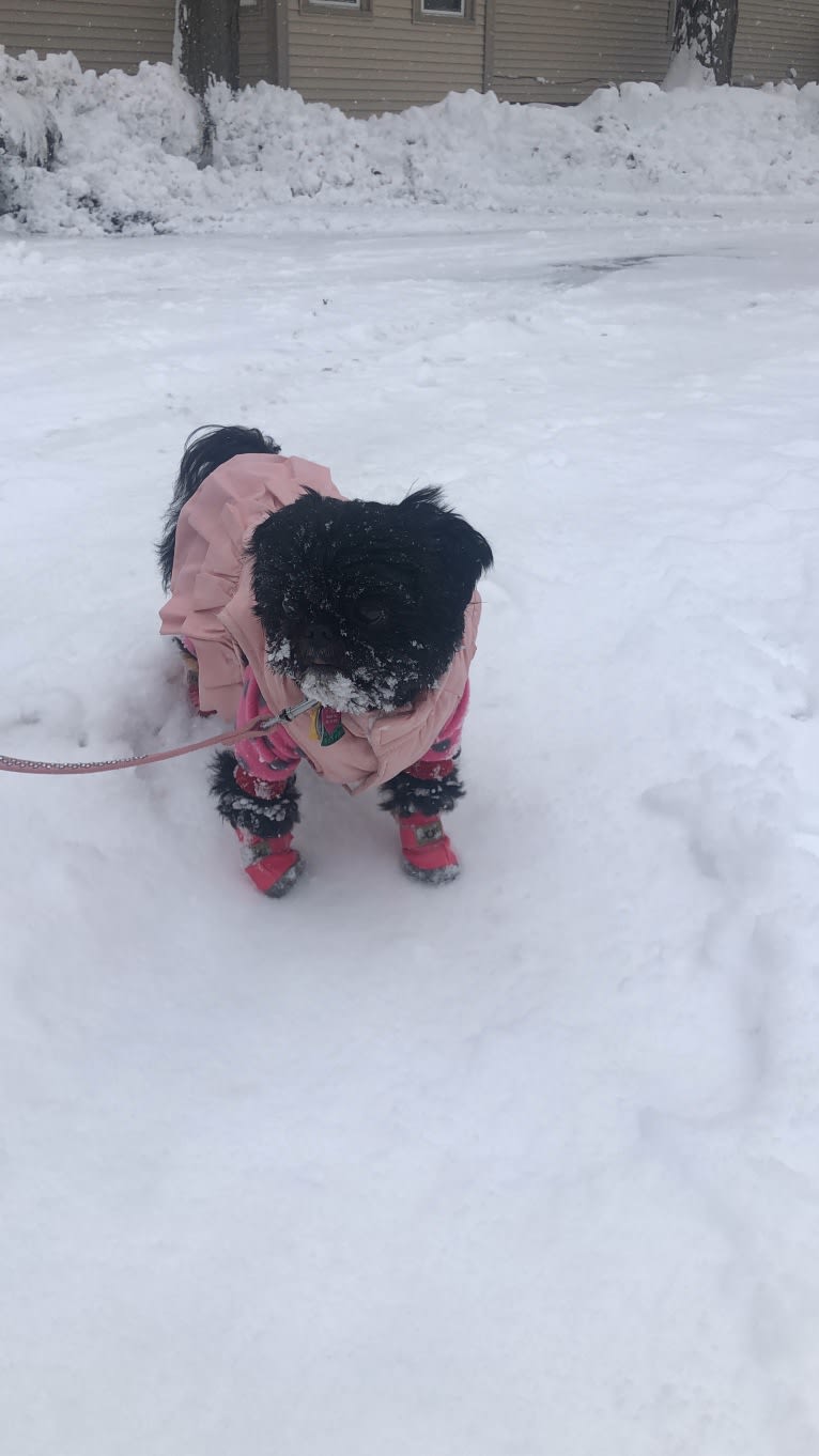 Lulu, a Shih Tzu tested with EmbarkVet.com