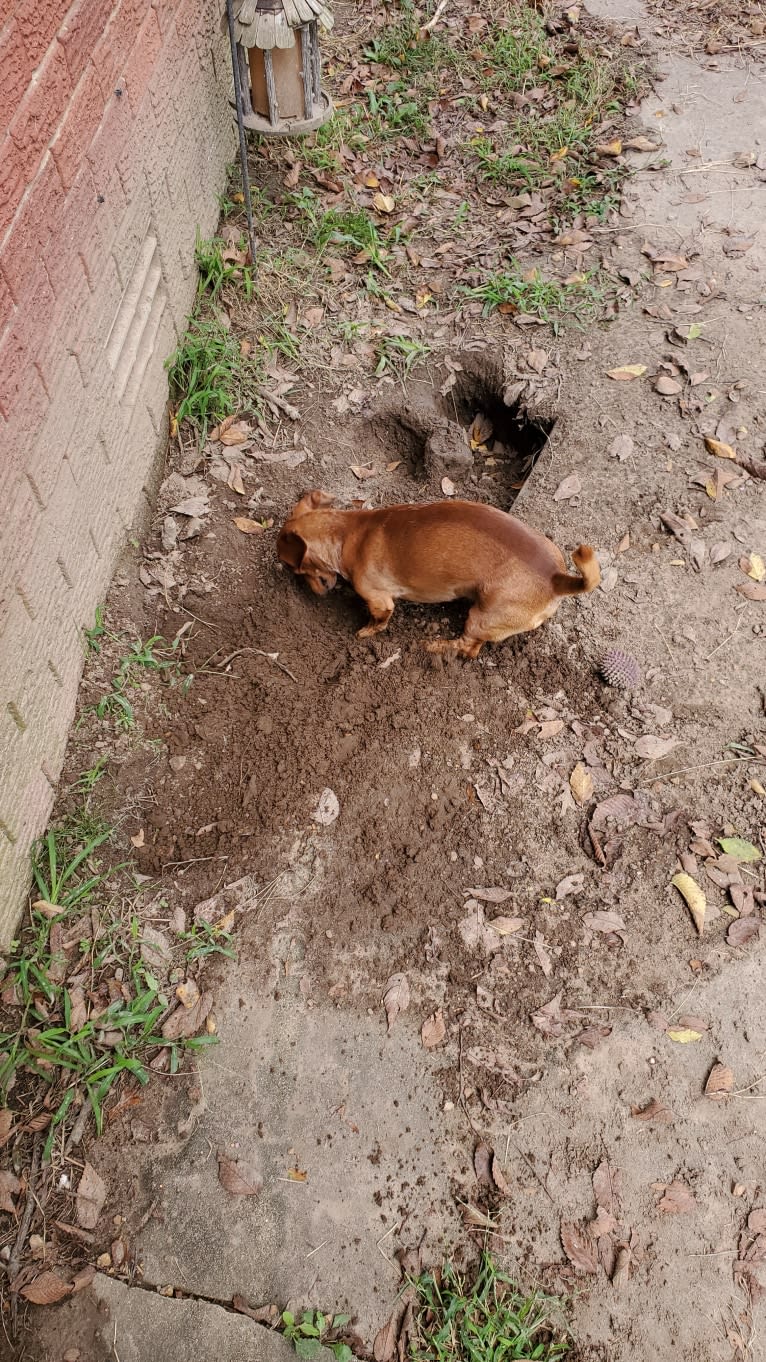 Casey, a Dachshund tested with EmbarkVet.com