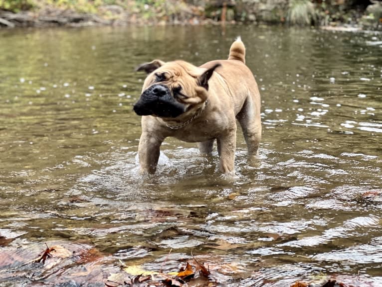 Gobi Boland, a Boerboel tested with EmbarkVet.com