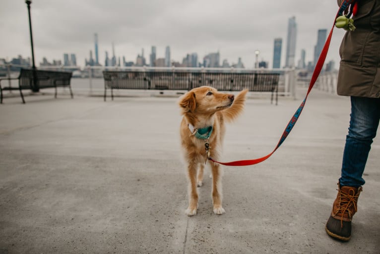 Tate, a Southeast Asian Village Dog tested with EmbarkVet.com